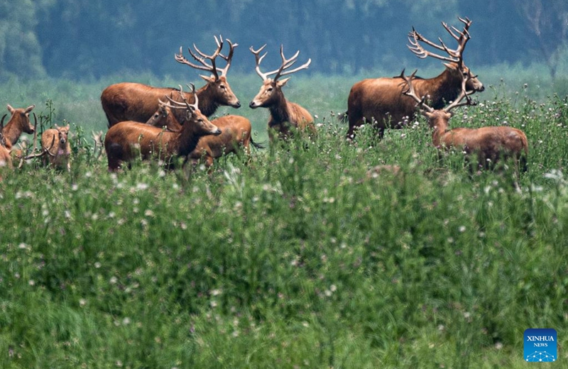 This photo taken on May 19, 2023 shows milu deer at Shishou Milu Deer National Nature Reserve in central China's Hubei Province. After years of efforts by protectors and continuous improvement of the local ecological environment, the population of milu deer at the nature reserve has increased rapidly. (Xinhua/Hui Xiaoyong)