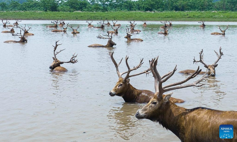 This aerial photo taken on May 19, 2023 shows milu deer at Shishou Milu Deer National Nature Reserve in central China's Hubei Province. After years of efforts by protectors and continuous improvement of the local ecological environment, the population of milu deer at the nature reserve has increased rapidly. (Xinhua/Hui Xiaoyong)