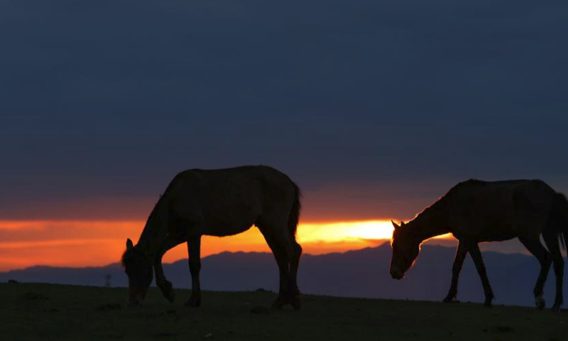 Horses graze on the Narat grassland in Xinyuan County of northwest China's Xinjiang Uygur Autonomous Region May 20, 2023. The grassland scenic spot has witnessed more than 87,000 tourist trips in May. (Xinhua/Hao Zhao)