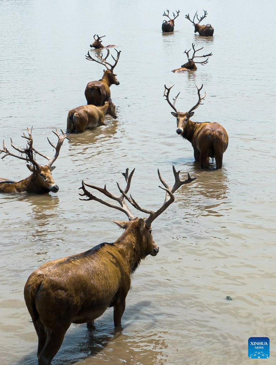 This aerial photo taken on May 19, 2023 shows milu deer at Shishou Milu Deer National Nature Reserve in central China's Hubei Province. After years of efforts by protectors and continuous improvement of the local ecological environment, the population of milu deer at the nature reserve has increased rapidly. (Xinhua/Xiao Yijiu)