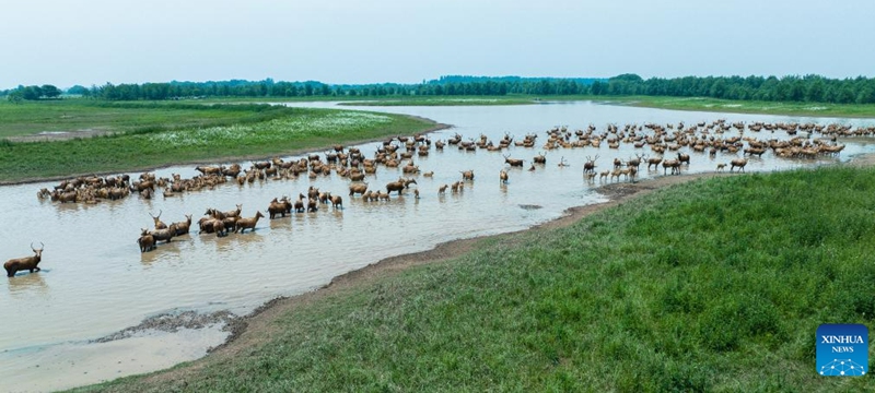 This aerial photo taken on May 19, 2023 shows milu deer at Shishou Milu Deer National Nature Reserve in central China's Hubei Province. After years of efforts by protectors and continuous improvement of the local ecological environment, the population of milu deer at the nature reserve has increased rapidly. (Xinhua/Xiao Yijiu)