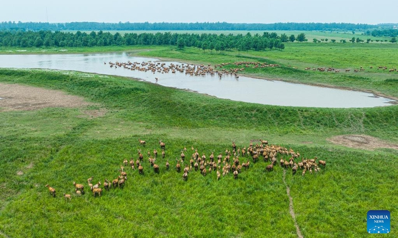 This aerial photo taken on May 19, 2023 shows milu deer at Shishou Milu Deer National Nature Reserve in central China's Hubei Province. After years of efforts by protectors and continuous improvement of the local ecological environment, the population of milu deer at the nature reserve has increased rapidly. (Xinhua/Xiao Yijiu)