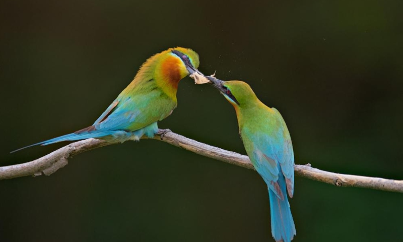 A male blue-tailed bee eater (merops philippinus) (L) feeds a female blue-tailed bee eater in Xiamen, southeast China's Fujian Province, May 20, 2023. The blue-tailed bee eater is under Class Two national protection in China. (Xinhua/Wei Peiquan)