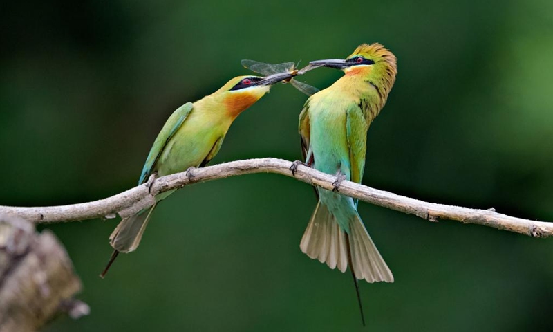 A male blue-tailed bee eater (merops philippinus) (R) feeds a female blue-tailed bee eater in Xiamen, southeast China's Fujian Province, May 20, 2023. The blue-tailed bee eater is under Class Two national protection in China. (Xinhua/Wei Peiquan)