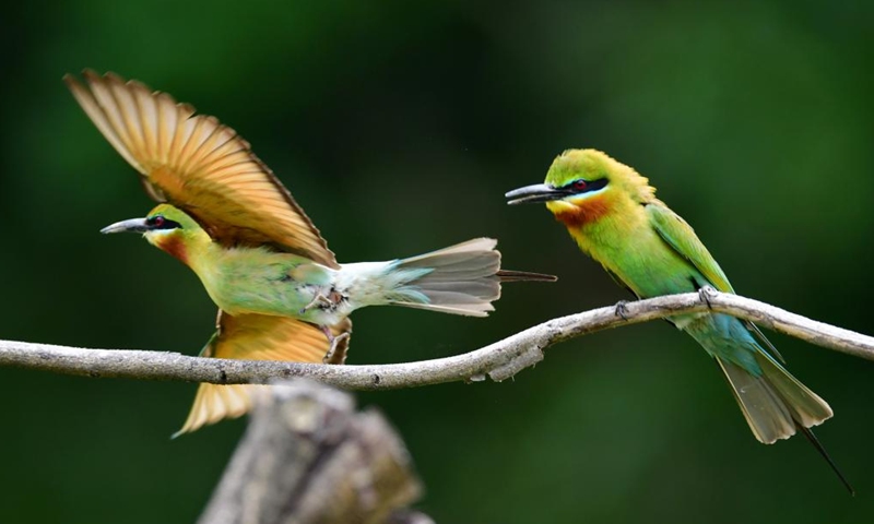Blue-tailed bee eaters (merops philippinus) are seen on a branch in Xiamen, southeast China's Fujian Province, May 20, 2023. The blue-tailed bee eater is under Class Two national protection in China. (Xinhua/Wei Peiquan)