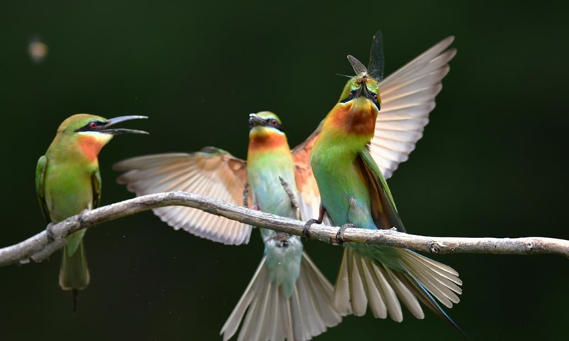 This photo taken on May 20, 2023 shows blue-tailed bee eaters (merops philippinus) in Xiamen, southeast China's Fujian Province. The blue-tailed bee eater is under Class Two national protection in China. (Xinhua/Wei Peiquan)