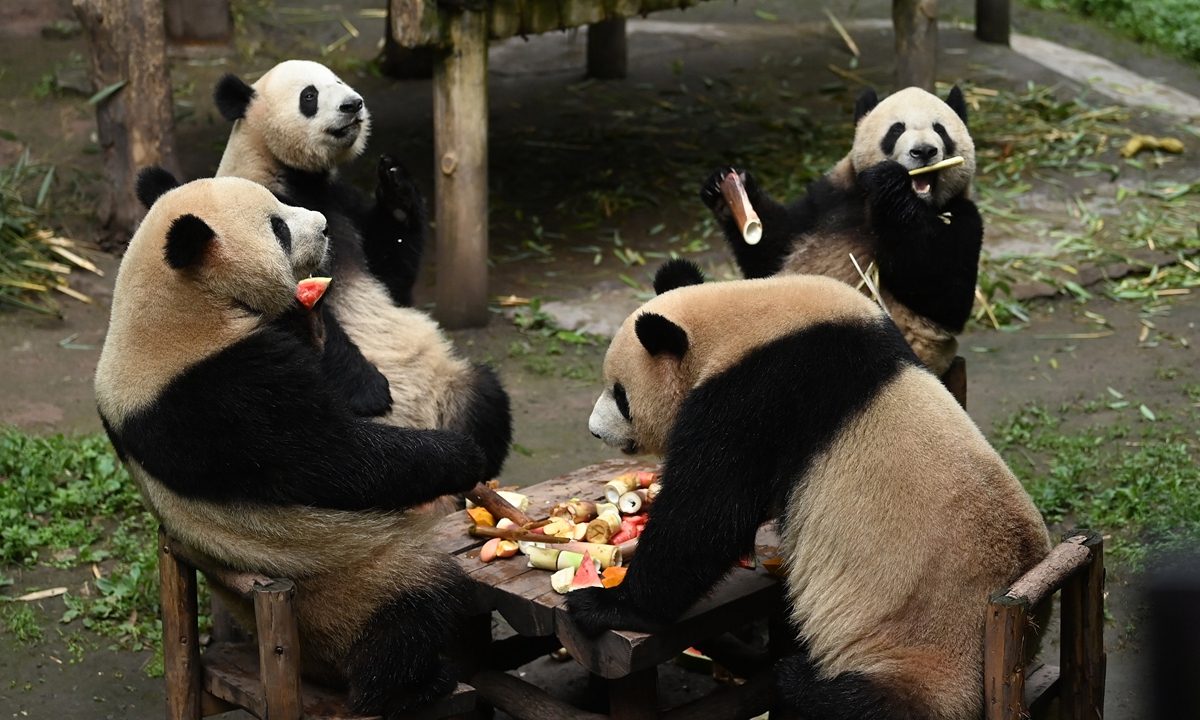 Four giant pandas enjoy bamboo shoots and other delicacies around a table in an adorable manner at the Chongqing Zoo in Southwest China on May 22, 2023. Photo: IC