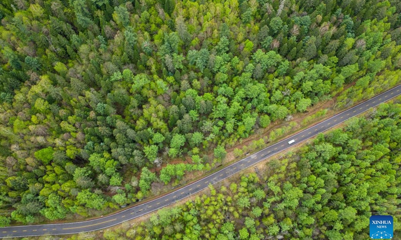 This aerial photo taken on May 21, 2023 shows a vehicle driving in the Wuying National Forest Park in Yichun, northeast China's Heilongjiang Province. After banning commercial logging in 2013 for ecosystem restoration, Yichun, a city known as China's forest capital in Heilongjiang Province, has developed characteristic ecological industry while protecting the environment.(Photo: Xinhua)
