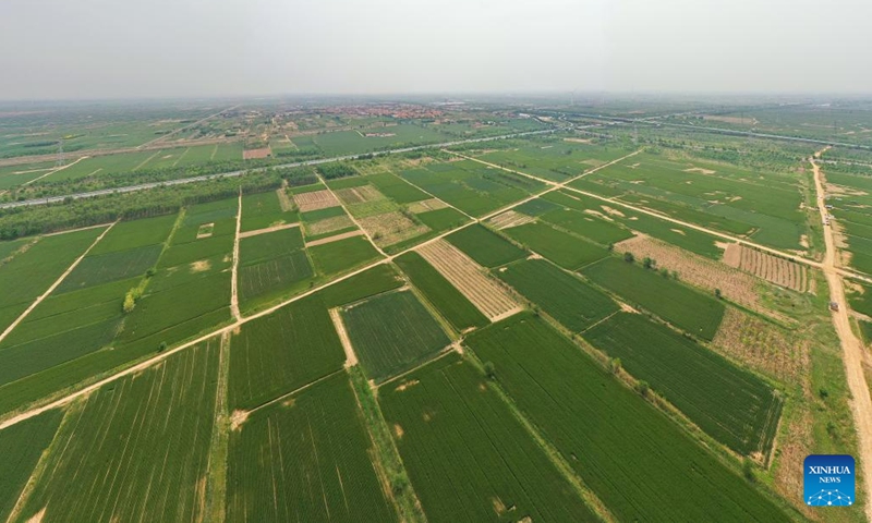 This aerial photo shows wheat growing in arid and alkaline field in Huanghua of Cangzhou City, north China's Hebei Province, May 11, 2023. Cangzhou is a city that thrives on canal. Stretching more than 200 kilometers, the water course of the Grand Canal is well preserved, and there are numerous historical relics along the canal.(Photo: Xinhua)
