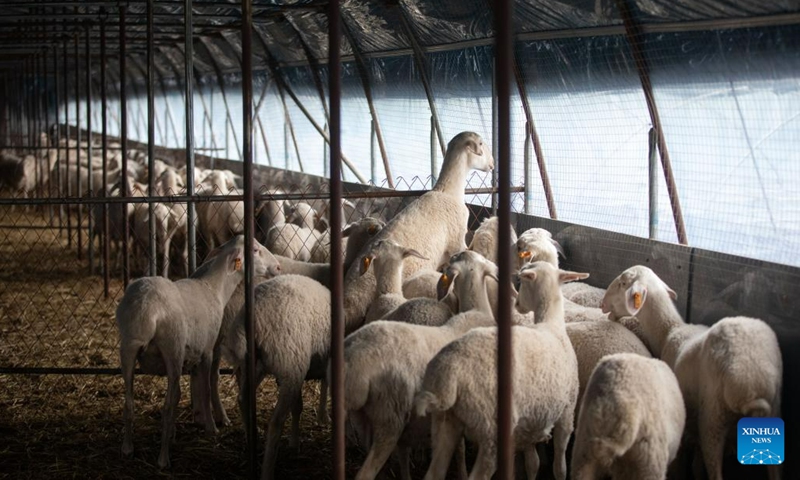 Sheep are seen at a breeding demonstration area of Heilongjiang Yichun forest industry Refco Group Ltd in Yichun, northeast China's Heilongjiang Province, May 20, 2023. After banning commercial logging in 2013 for ecosystem restoration, Yichun, a city known as China's forest capital in Heilongjiang Province, has developed characteristic ecological industry while protecting the environment(Photo: Xinhua)