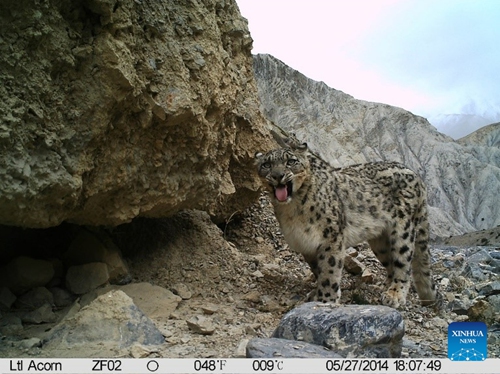 This file photo taken by an infrared camera shows a snow leopard in the Mount Qomolangma reserve area in southwest China's Tibet Autonomous Region(Photo: Xinhua)