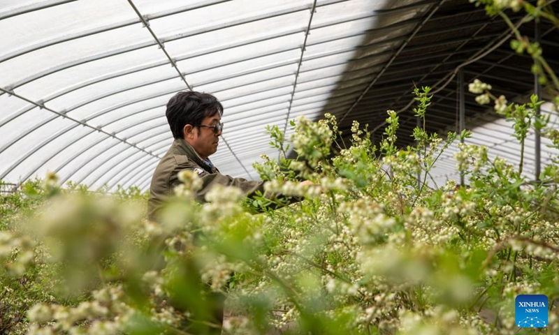 A staff member trims blueberry branches at a planting base in Yichun, northeast China's Heilongjiang Province, May 20, 2023. After banning commercial logging in 2013 for ecosystem restoration, Yichun, a city known as China's forest capital in Heilongjiang Province, has developed characteristic ecological industry while protecting the environment.(Photo: Xinhua)