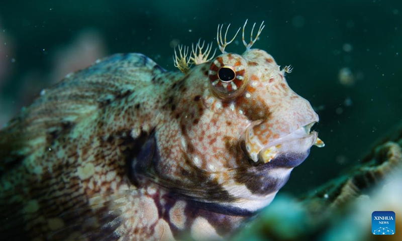This photo taken on May 24, 2021 shows a jewelled blenny at a marine ranch in the sea area of Wuzhizhou Island in Sanya, south China's Hainan Province. The butterfly-shaped Wuzhizhou Island is located in Sanya's Haitang Bay and is surrounded by clean waters and stunning scenery. The marine ranch in the sea area of Wuzhizhou Island is China's first tropical marine ranch.(Photo: Xinhua)