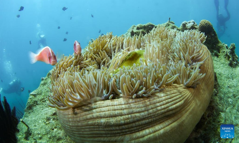 This photo taken on May 22, 2021 shows clownfishes and sea anemone at a marine ranch in the sea area of Wuzhizhou Island in Sanya, south China's Hainan Province. The butterfly-shaped Wuzhizhou Island is located in Sanya's Haitang Bay and is surrounded by clean waters and stunning scenery. The marine ranch in the sea area of Wuzhizhou Island is China's first tropical marine ranch.(Photo: Xinhua)