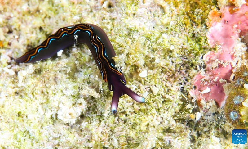 This photo taken on May 25, 2021 shows a sea slug at a marine ranch in the sea area of Wuzhizhou Island in Sanya, south China's Hainan Province. The butterfly-shaped Wuzhizhou Island is located in Sanya's Haitang Bay and is surrounded by clean waters and stunning scenery. The marine ranch in the sea area of Wuzhizhou Island is China's first tropical marine ranch.(Photo: Xinhua)