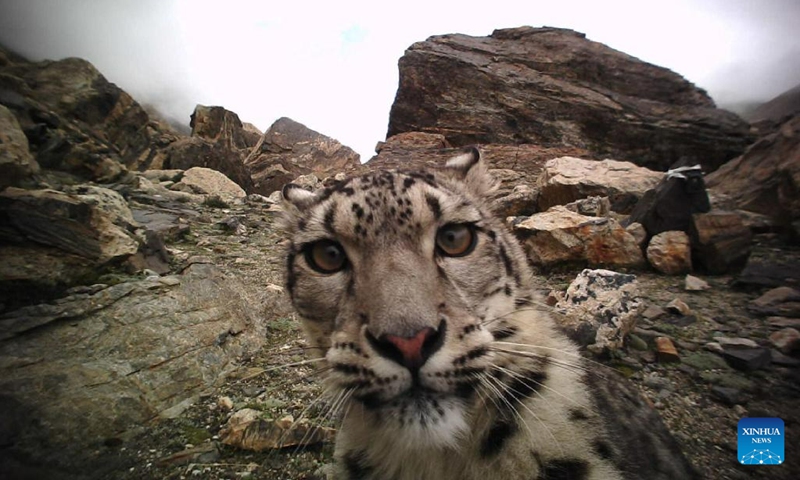 This file photo taken by an infrared camera shows a snow leopard in the Mount Qomolangma reserve area in southwest China's Tibet Autonomous Region(Photo: Xinhua)