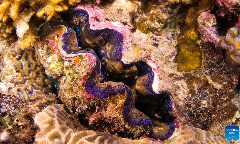 This photo taken on May 17, 2023 shows a giant clam at a marine ranch in the sea area of Wuzhizhou Island in Sanya, south China's Hainan Province. The butterfly-shaped Wuzhizhou Island is located in Sanya's Haitang Bay and is surrounded by clean waters and stunning scenery. The marine ranch in the sea area of Wuzhizhou Island is China's first tropical marine ranch.(Photo: Xinhua)