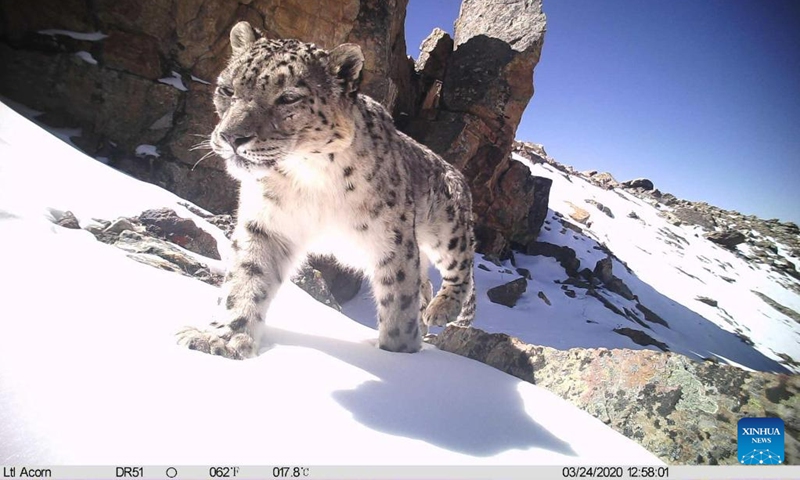 This file photo taken by an infrared camera shows a snow leopard in the Mount Qomolangma reserve area in southwest China's Tibet Autonomous Region.(Photo: Xinhua)