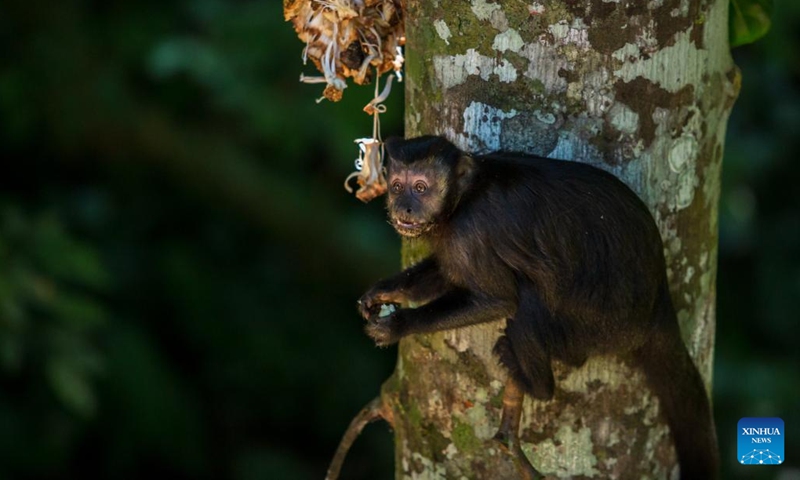 This photo taken on May 20, 2023 shows a monkey at the Tijuca National Park in Rio de Janeiro, Brazil.(Photo: Xinhua)