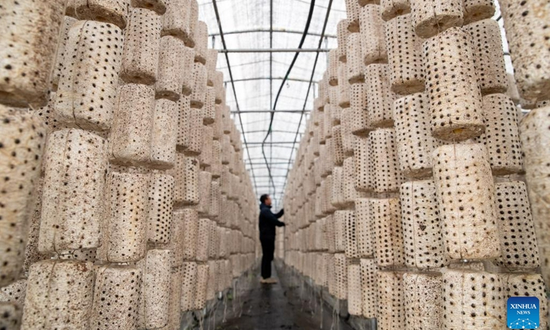 A staff member of Heilongjiang Yichun forest industry Refco Group Ltd checks the condition of edible fungus in Yichun, northeast China's Heilongjiang Province, May 20, 2023. After banning commercial logging in 2013 for ecosystem restoration, Yichun, a city known as China's forest capital in Heilongjiang Province, has developed characteristic ecological industry while protecting the environment.(Photo: Xinhua)