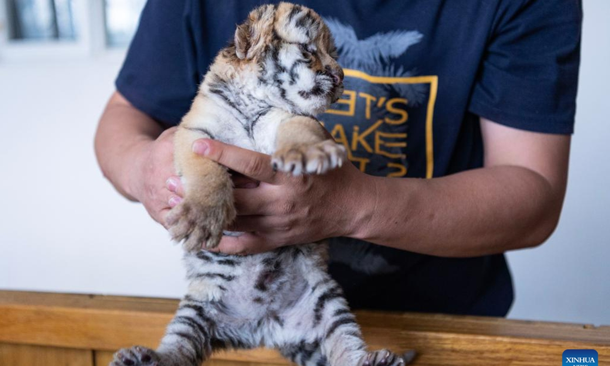 This photo taken on May 22, 2023 shows a Siberian tiger cub at the Siberian Tiger Park in Harbin, northeast China's Heilongjiang Province. The Siberian Tiger Park is a key breeding base of the China Hengdaohezi Feline Breeding Center. More than 10 newborn cubs have been born here this year. (Xinhua/Xie Jianfei)