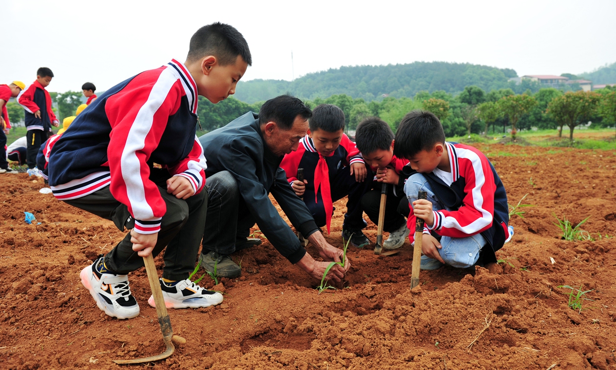 Students from an elementary school transplant corn seedlings under the guidance of a teacher in Zigui, Central China's Hubei Province on May 25, 2023. More than 400 students experienced farming at the labor education base. Photo: VCG