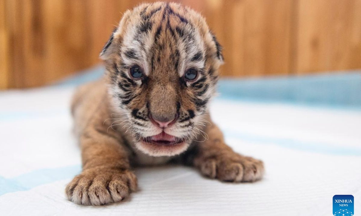 This photo taken on May 22, 2023 shows a Siberian tiger cub at the Siberian Tiger Park in Harbin, northeast China's Heilongjiang Province. The Siberian Tiger Park is a key breeding base of the China Hengdaohezi Feline Breeding Center. More than 10 newborn cubs have been born here this year. (Xinhua/Xie Jianfei)
