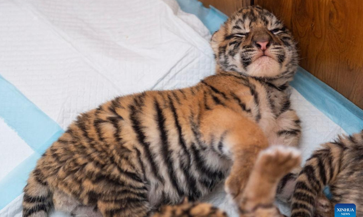 This photo taken on May 22, 2023 shows a Siberian tiger cub at the Siberian Tiger Park in Harbin, northeast China's Heilongjiang Province. The Siberian Tiger Park is a key breeding base of the China Hengdaohezi Feline Breeding Center. More than 10 newborn cubs have been born here this year. (Xinhua/Xie Jianfei)