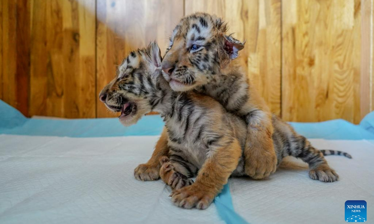 This photo taken on May 22, 2023 shows Siberian tiger cubs at the Siberian Tiger Park in Harbin, northeast China's Heilongjiang Province. The Siberian Tiger Park is a key breeding base of the China Hengdaohezi Feline Breeding Center. More than 10 newborn cubs have been born here this year. (Xinhua/Wang Dayu)

