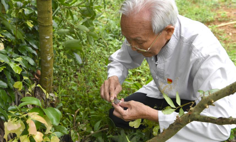 Lyu Chaojin demonstrates lychee grafting at a demonstration zone for fine breeds in Zhangmu Town of Yulin City, south China's Guangxi Zhuang Autonomous Region, May 24, 2023. Lyu Chaojin, a 87-year-old man who used to be a professor teaching agronomy related courses at a college in Guangxi, has been studying lychee cultivation for 40 years since the 1980s.

Based on professional knowledge and his understanding of environmental conditions, Lyu gave advice to local farmers and helped them increase lychee production.

The lychee breed cultivated by Lyu Chaojin at Zhangmu Town of Fumian District in 2019 has become a representative of the Yulin lychee. (Xinhua/Cao Yiming)