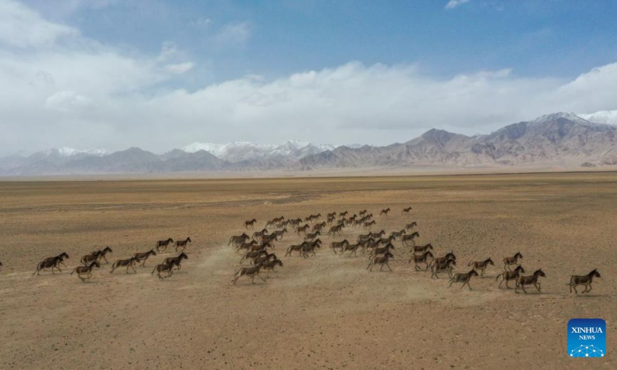 This aerial photo taken on May 23, 2023 shows Tibetan wild donkeys at Altun Mountains National Nature Reserve in northwest China's Xinjiang Uygur Autonomous Region. Photo:Xinhua