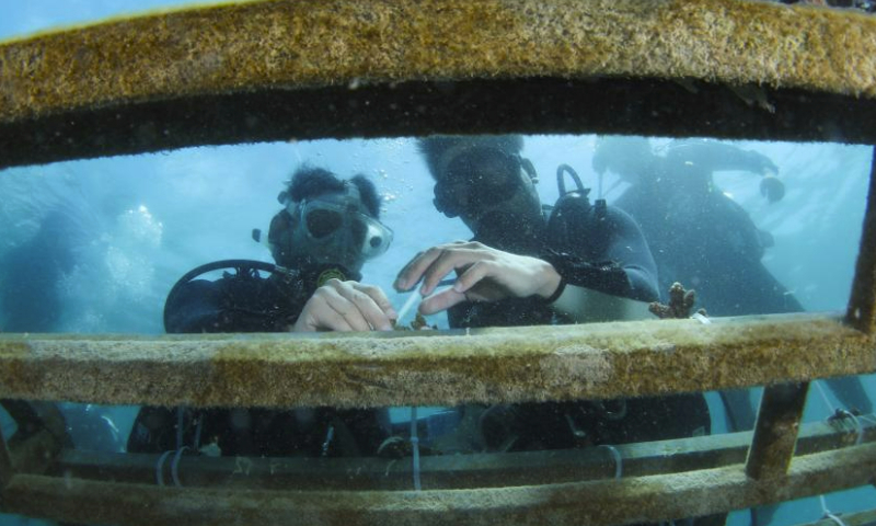 Divers transplant corals in the waters of Fenjiezhou Island of Hainan Province, south China, May 27, 2023. (Xinhua/Yang Guanyu)