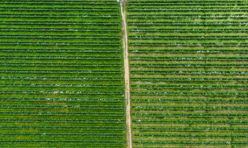 This aerial photo taken on May 26, 2023 shows a passion fruit orchard in Qinnan District of Qinzhou City, south China's Guangxi Zhuang Autonomous Region. Deng Fubin, a villager of Qinnan District of Qinzhou City, set up a professional cooperative focused on farming technology of passion fruits in Qinnan in 2014 and later obtained success. In the last three years, he provided about six million passion fruit seedlings annually to provinces of Yunnan, Guizhou and Guangxi in southwest and south China. (Xinhua/Zhang Ailin)