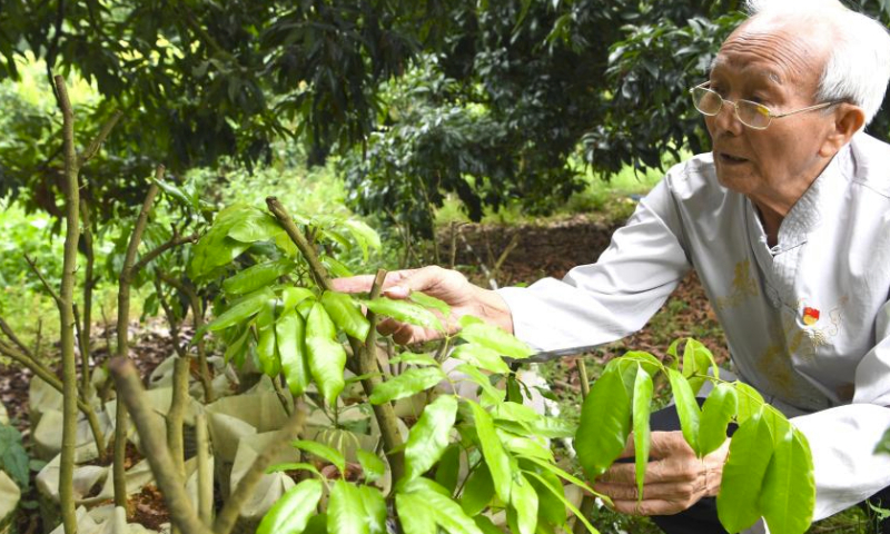 Lyu Chaojin checks the condition of a newly cultivated lychee plant at a demonstration zone for fine breeds in Zhangmu Town of Yulin City, south China's Guangxi Zhuang Autonomous Region, May 24, 2023. Lyu Chaojin, a 87-year-old man who used to be a professor teaching agronomy related courses at a college in Guangxi, has been studying lychee cultivation for 40 years since the 1980s.
Based on professional knowledge and his understanding of environmental conditions, Lyu gave advice to local farmers and helped them increase lychee production.
The lychee breed cultivated by Lyu Chaojin at Zhangmu Town of Fumian District in 2019 has become a representative of the Yulin lychee. (Xinhua/Zhou Hua)