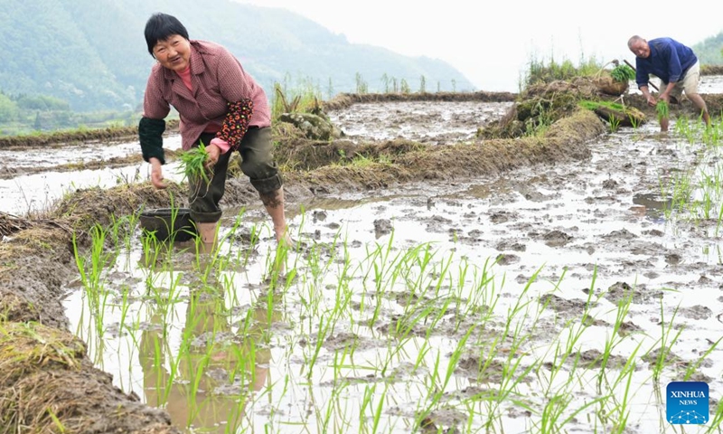Farmers work in the terraced fields in Lianhe Township of Youxi County, southeast China's Fujian Province, May 24, 2023.(Photo: Xinhua)
