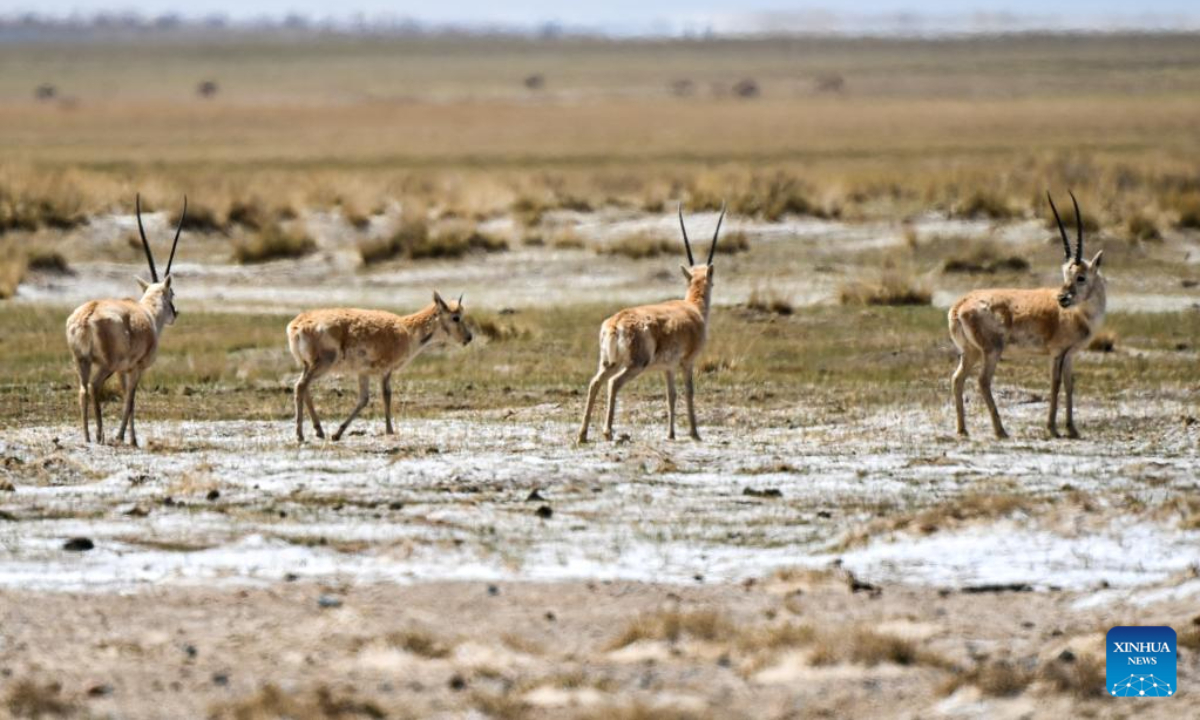 This photo taken on May 23, 2023 shows Tibetan antelopes at Altun Mountains National Nature Reserve in northwest China's Xinjiang Uygur Autonomous Region. Photo:Xinhua