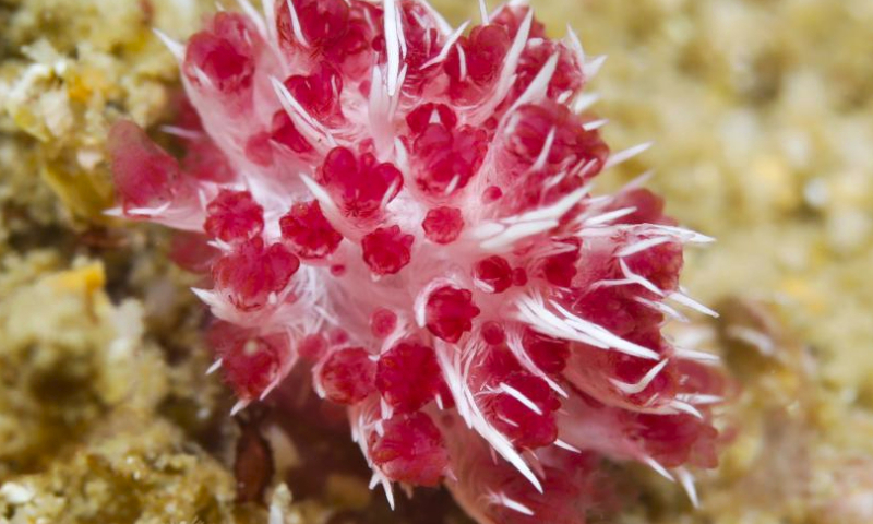 This photo taken on May 25, 2023 shows a coral species in the waters of Fenjiezhou Island of Hainan Province, south China. (Xinhua/Yang Guanyu)