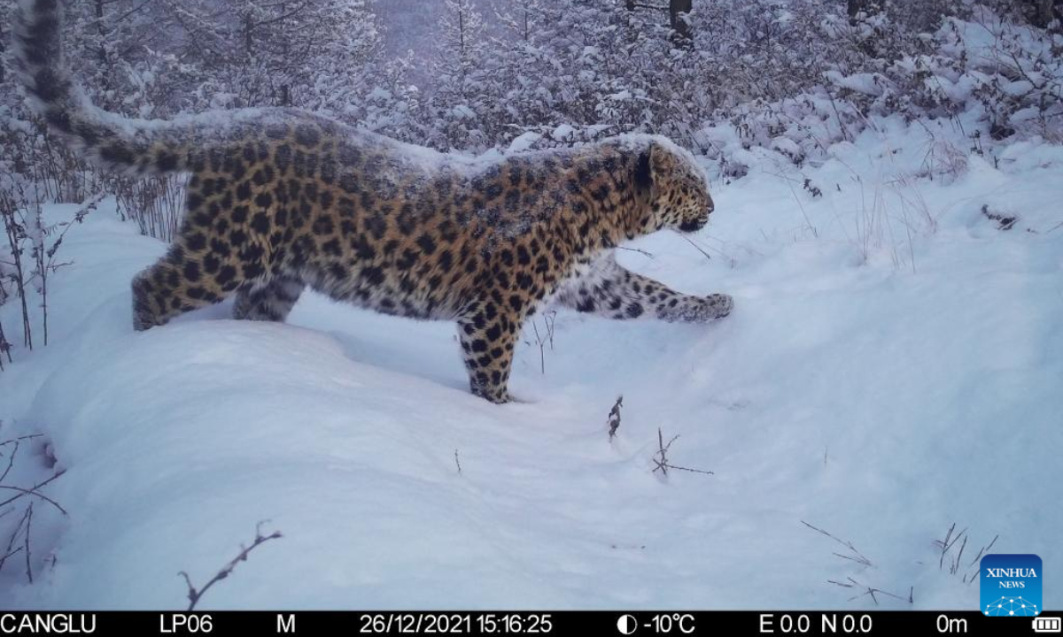 This photo taken by infrared camera on Dec. 26, 2021 shows a leopard in the Liupan Mountain natural reserve in northwest China's Ningxia Hui Autonomous Region Photo:Xinhua