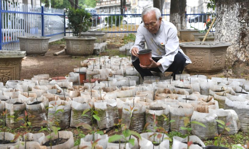 Lyu Chaojin checks the condition of newly cultivated plants at a demonstration zone for fine breeds in Zhangmu Town of Yulin City, south China's Guangxi Zhuang Autonomous Region, May 24, 2023. Lyu Chaojin, a 87-year-old man who used to be a professor teaching agronomy related courses at a college in Guangxi, has been studying lychee cultivation for 40 years since the 1980s.
Based on professional knowledge and his understanding of environmental conditions, Lyu gave advice to local farmers and helped them increase lychee production.
The lychee breed cultivated by Lyu Chaojin at Zhangmu Town of Fumian District in 2019 has become a representative of the Yulin lychee. (Xinhua/Cao Yiming)