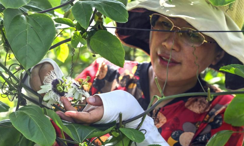 A staff member checks passion fruit flowers at a passion fruit orchard in Qinnan District of Qinzhou City, south China's Guangxi Zhuang Autonomous Region, May 25, 2023. Deng Fubin, a villager of Qinnan District of Qinzhou City, set up a professional cooperative focused on farming technology of passion fruits in Qinnan in 2014 and later obtained success. In the last three years, he provided about six million passion fruit seedlings annually to provinces of Yunnan, Guizhou and Guangxi in southwest and south China. (Xinhua/Zhang Ailin)