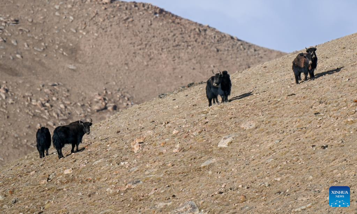 This photo taken on May 23, 2023 shows wild yaks at Altun Mountains National Nature Reserve in northwest China's Xinjiang Uygur Autonomous Region. Photo:Xinhua