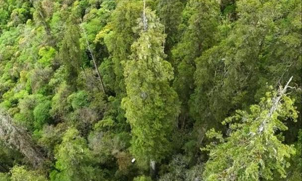A 102.3-meter Tibetan cypress in Nyingchi, Southwest China's Xizang Autonomous Region, has been identified as the tallest tree to ever be discovered in the Chinese mainland and has been confirmed as the tallest known tree in Asia. Photo: Sina Weibo