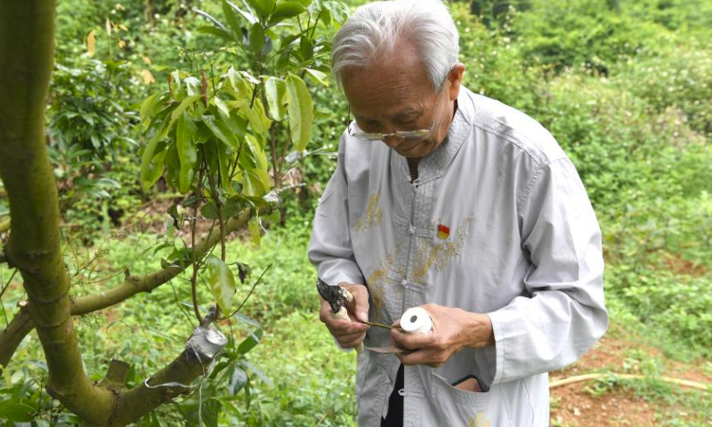 Lyu Chaojin prepares a lychee branch for grafting at a demonstration zone for fine breeds in Zhangmu Town of Yulin City, south China's Guangxi Zhuang Autonomous Region, May 24, 2023. Lyu Chaojin, a 87-year-old man who used to be a professor teaching agronomy related courses at a college in Guangxi, has been studying lychee cultivation for 40 years since the 1980s.

Based on professional knowledge and his understanding of environmental conditions, Lyu gave advice to local farmers and helped them increase lychee production.

The lychee breed cultivated by Lyu Chaojin at Zhangmu Town of Fumian District in 2019 has become a representative of the Yulin lychee. (Xinhua/Cao Yiming)
