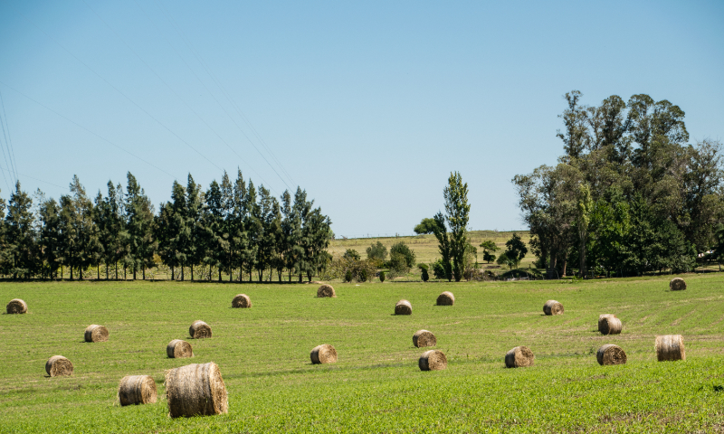 A pasture in Colonia del Sacramento, Uraguay Photo: VCG
