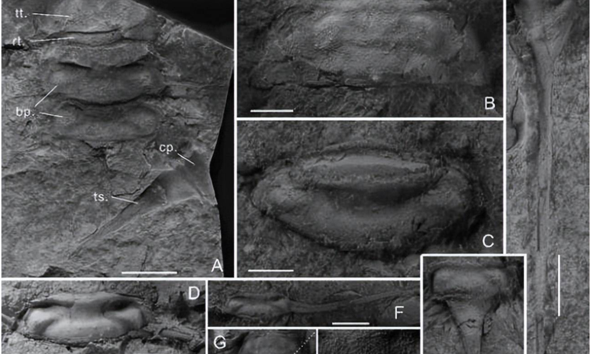 A joint research team with members from China and overseas discovered a new freshwater arthropod in the Late Silurian stratum at the northwest margin of the Junggar Basin, Northwest China's Xinjiang Uygur Autonomous Region. Photo: web