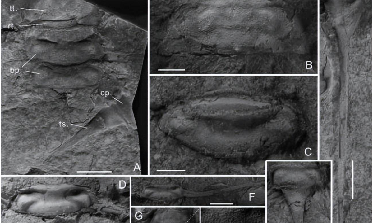 A joint research team with members from China and overseas discovered a new freshwater arthropod in the Late Silurian stratum at the northwest margin of the Junggar Basin, Northwest China's Xinjiang Uygur Autonomous Region. Photo: web