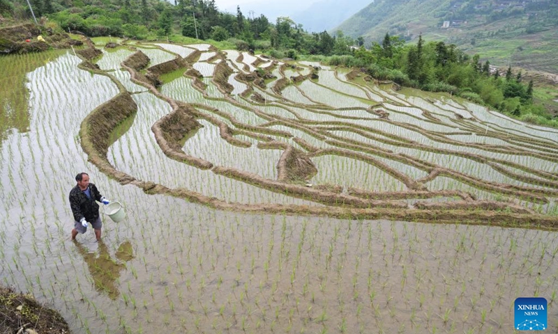 This photo taken on May 24, 2023 shows the terraced fields in Lianhe Township of Youxi County, southeast China's Fujian Province.(Photo: Xinhua)