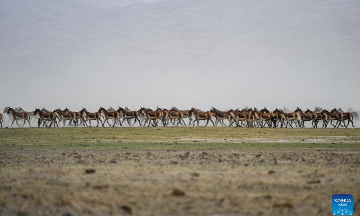 This photo taken on May 23, 2023 shows Tibetan wild donkeys at Altun Mountains National Nature Reserve in northwest China's Xinjiang Uygur Autonomous Region. Photo:Xinhua