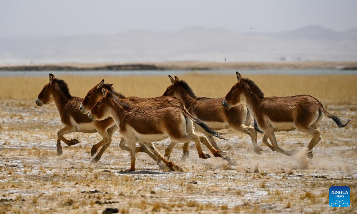 This photo taken on May 23, 2023 shows Tibetan wild donkeys at Altun Mountains National Nature Reserve in northwest China's Xinjiang Uygur Autonomous Region. Photo:Xinhua