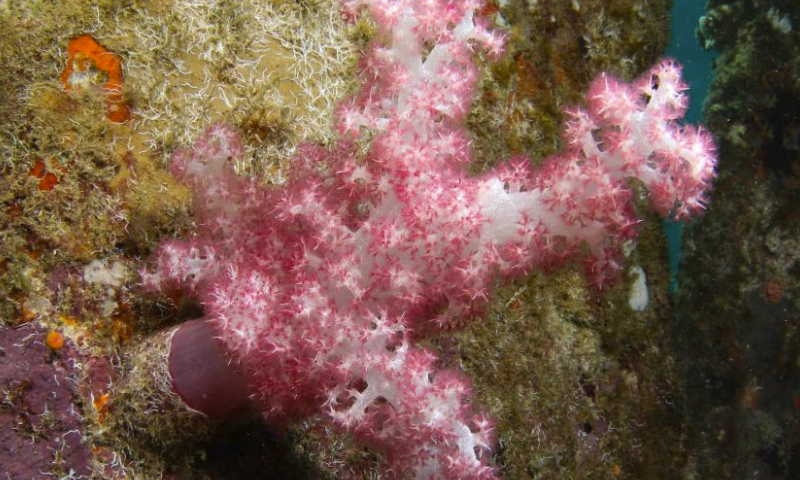This photo taken on May 27, 2023 shows a coral species in the waters of Fenjiezhou Island of Hainan Province, south China. (Xinhua/Yang Guanyu)